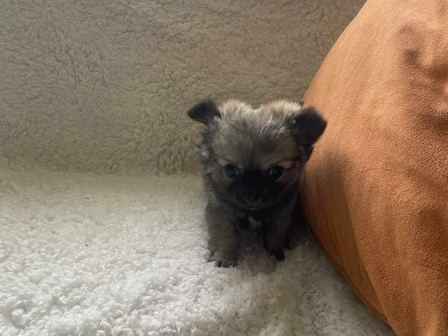 Tiny T-Cup Chihuahua Pup💥💥 5