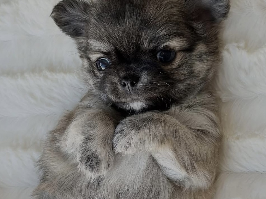 🔥🔥🔥Chihuahua pup🔥🔥🔥 2