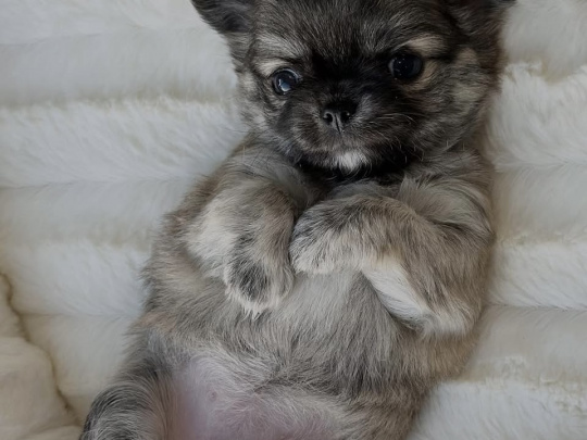 🔥🔥🔥Chihuahua pup🔥🔥🔥