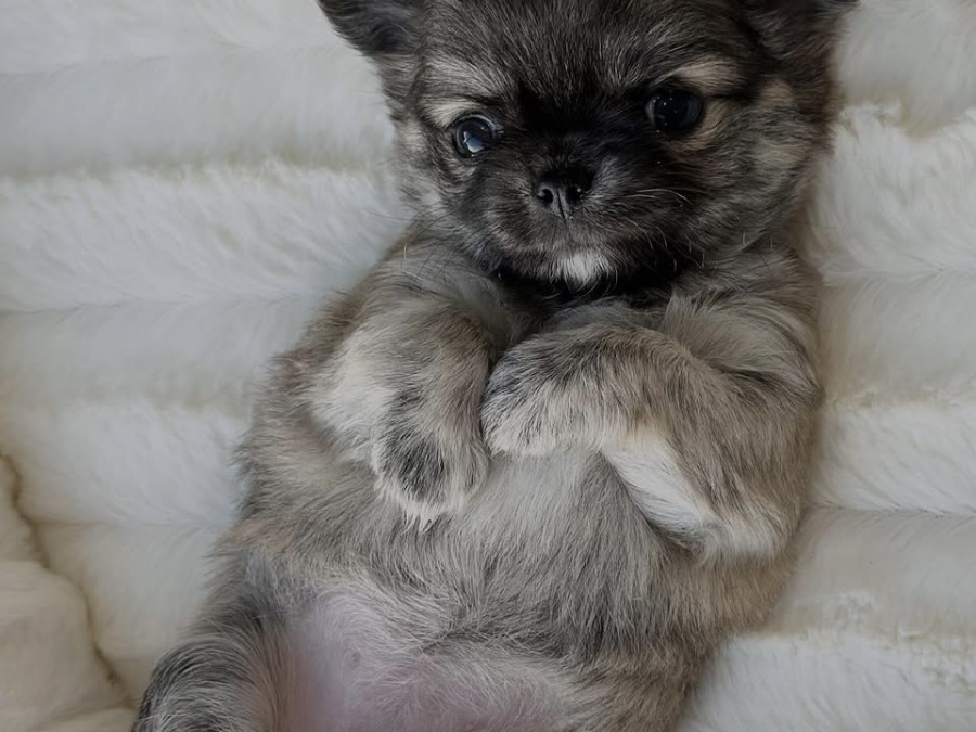 🔥🔥🔥Chihuahua pup🔥🔥🔥 1