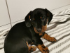 Black and Tan Dachshund puppy available for sale in Dublin 1