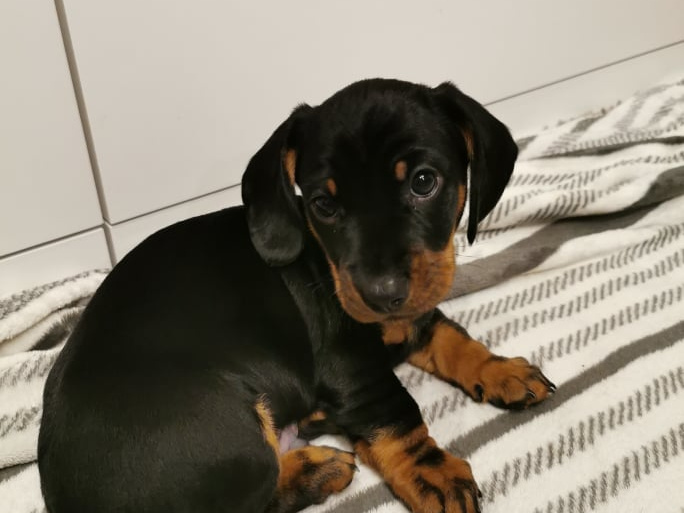 Black and Tan Dachshund puppy available for sale in Dublin 1