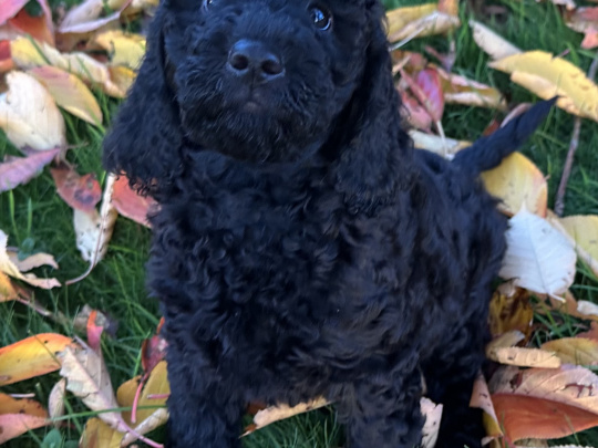 Cockapoo Puppy Girl 💕