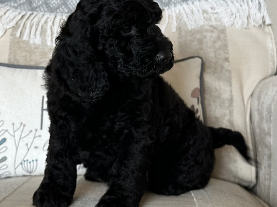 Cockapoo Puppy Girl 💕 6