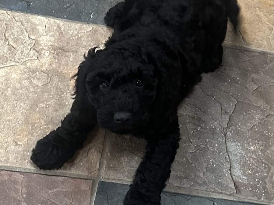 Cockapoo Puppy Girl 💕 3