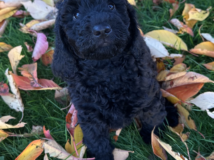 Cockapoo Puppy Girl 💕 4