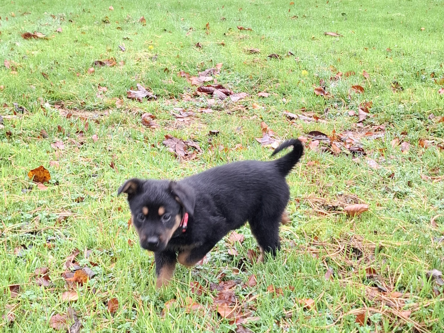 Lovely Rottweiler & German Shepherd puppies 1