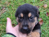 Lovely Rottweiler & German Shepherd puppies 5