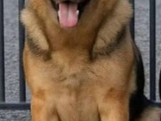 German Labrador pups