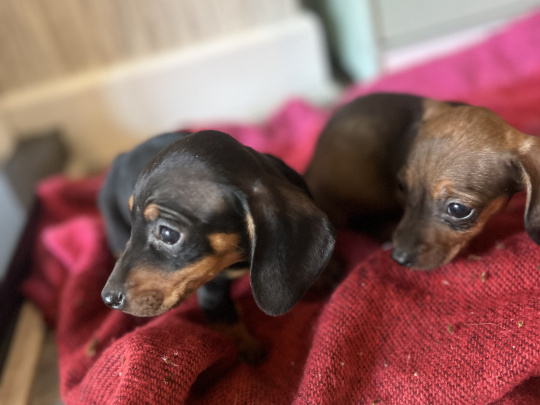 Dachshund puppies for sale