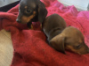Dachshund puppies for sale 3
