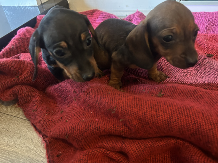 Dachshund puppies for sale 5