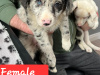 4 beutifull Border collie pups for sale 3