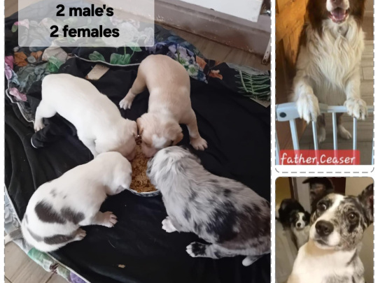 4 beutifull Border collie pups for sale