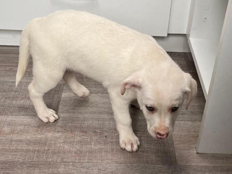 4 beutifull Border collie pups for sale 4