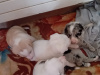 4 beutifull Border collie pups for sale 7