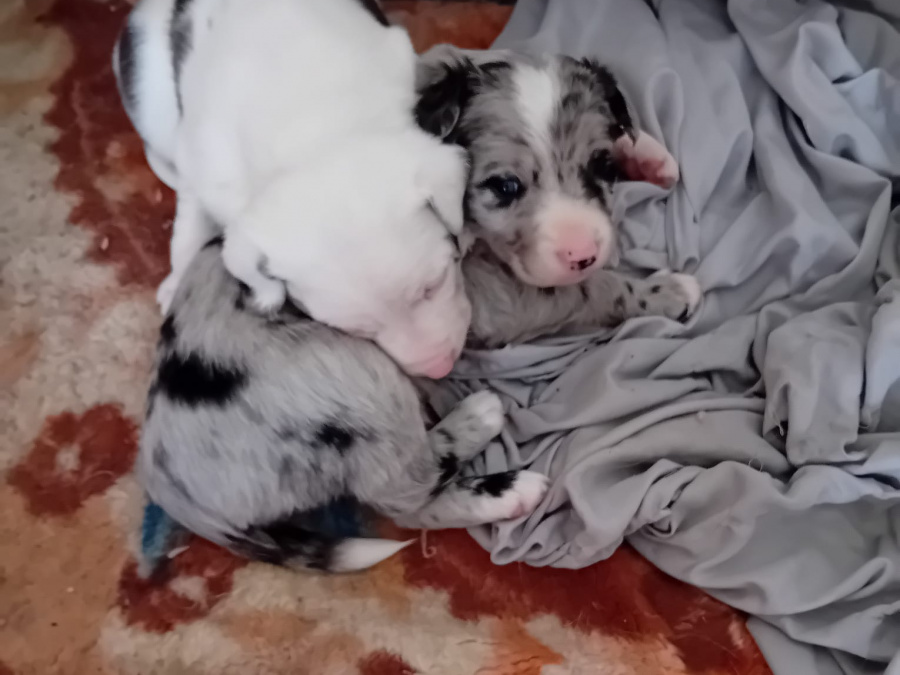 4 beutifull Border collie pups for sale 8