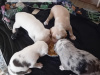 4 beutifull Border collie pups for sale 9