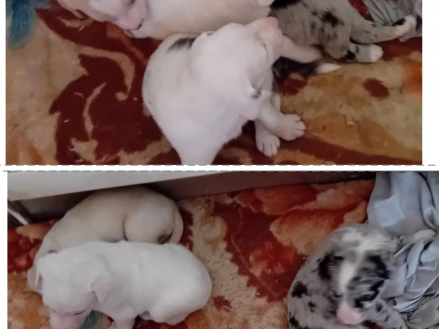 4 beutifull Border collie pups for sale 10