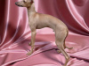 Italian greyhound 1