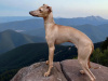 Italian greyhound 2
