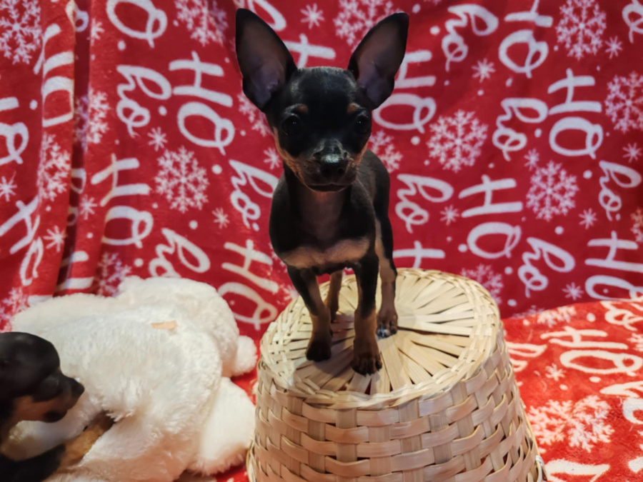 Mini Russian terrier 1