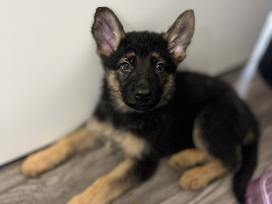 Gorgeous German shepherd puppies 🐶 2