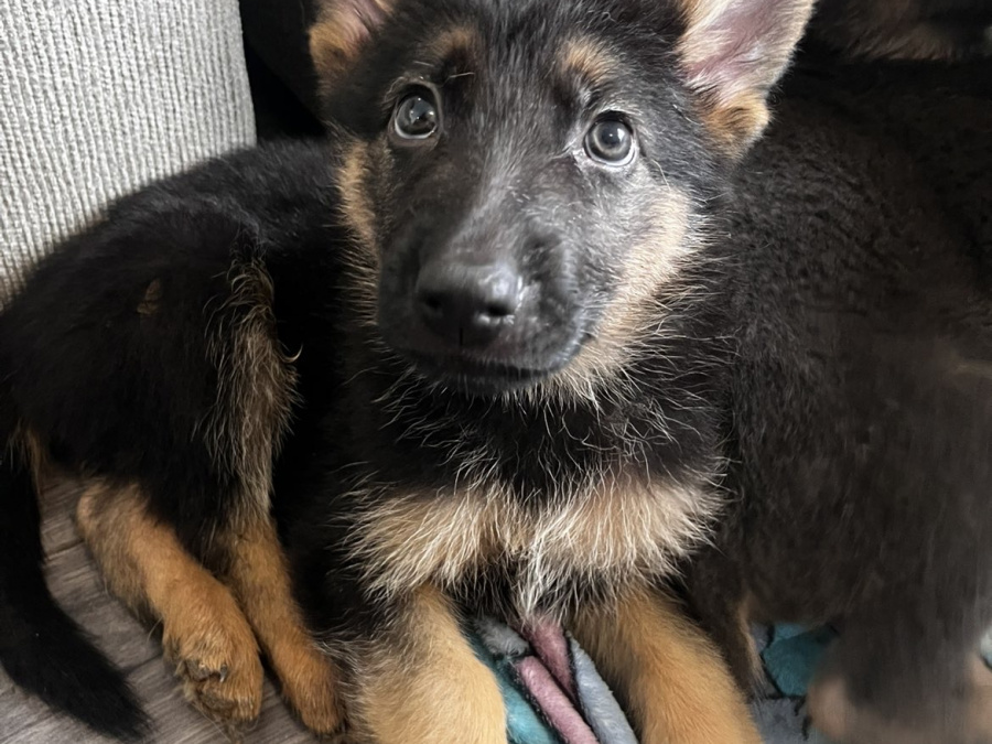 Gorgeous German shepherd puppies 🐶 4