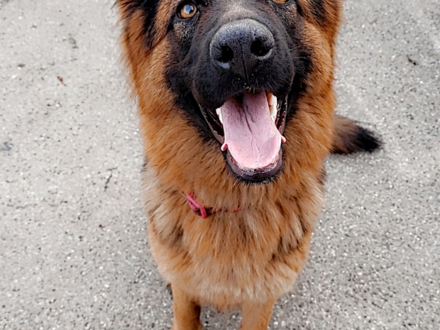 Gorgeous German shepherd puppies 🐶 5