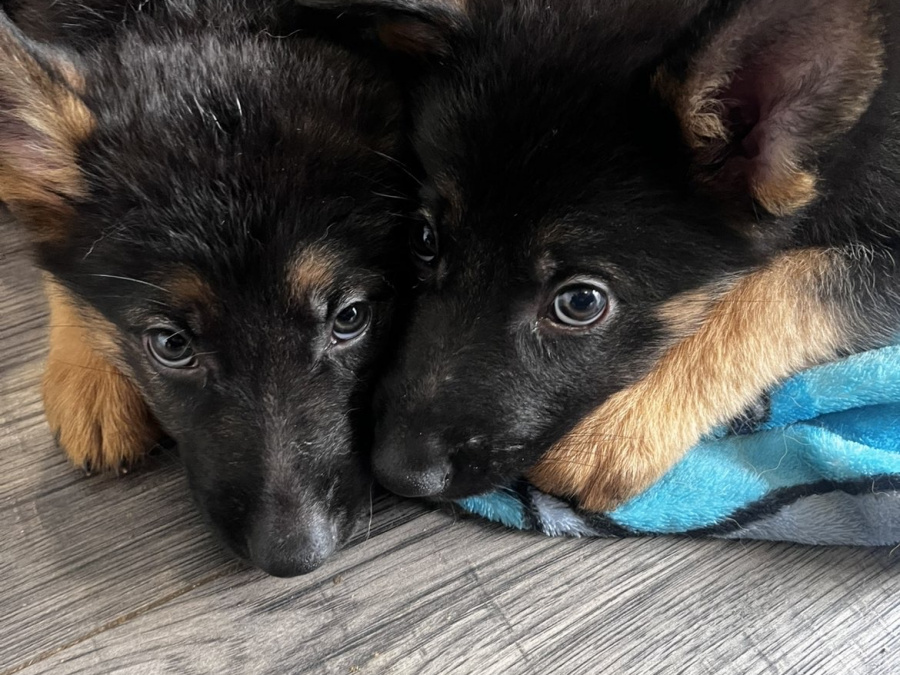 Gorgeous German shepherd puppies 🐶 6