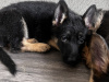 Gorgeous German shepherd puppies 🐶 7