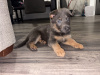 Gorgeous German shepherd puppies 🐶 8