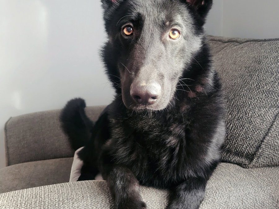 Gorgeous German shepherd puppies 🐶 9