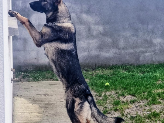 Beautifully Bred German/Chezh shepherd adult for sale