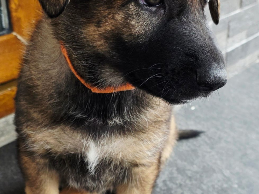 Beautifully Bred German/Chezh shepherd adult for sale 4