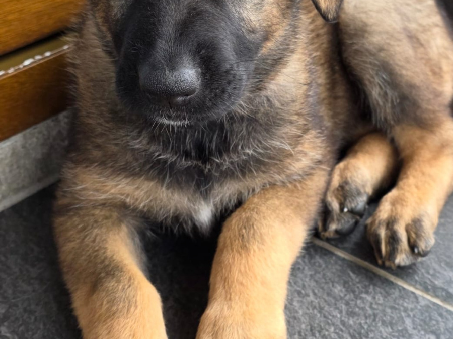 Beautifully Bred German/Chezh shepherd adult for sale 6