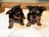 Miniature Yorkshire terriers for sale 1