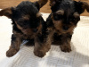 Miniature Yorkshire terriers for sale 3