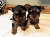 Miniature Yorkshire terriers for sale 8