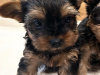 Miniature Yorkshire terriers for sale 7