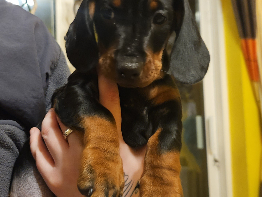 🐾  Little Miracle Dachshund Puppies 2