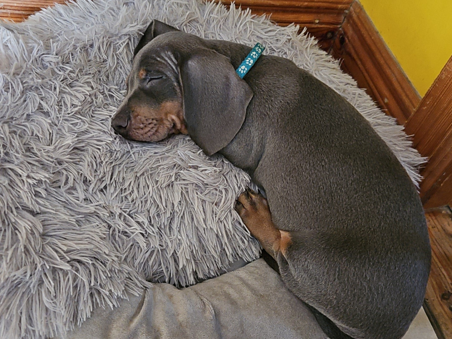 🐾  Little Miracle Dachshund Puppies 3