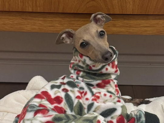 Italian greyhound