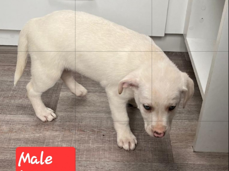 3  beutifull Border collie pups for sale/Bella is sold 3