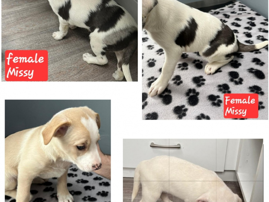 3  beutifull Border collie pups for sale/Bella is sold 4