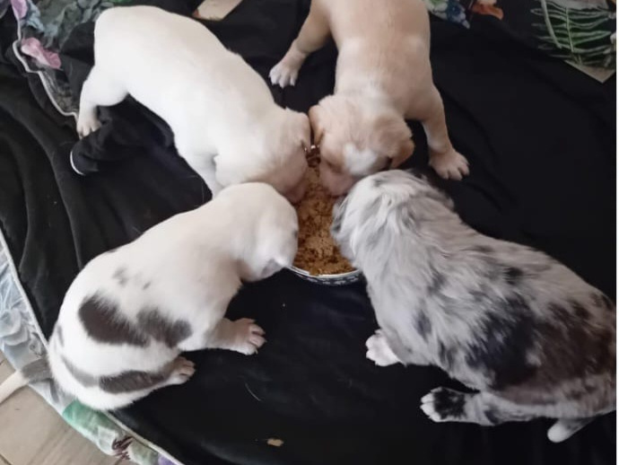 3  beutifull Border collie pups for sale/Bella is sold 5