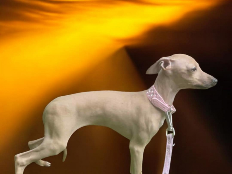 Italian greyhound pup🎈🎈 1