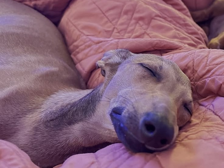 Italian greyhound pup🎈🎈 2