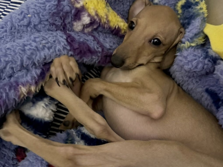 Italian greyhound pup🎈🎈 3