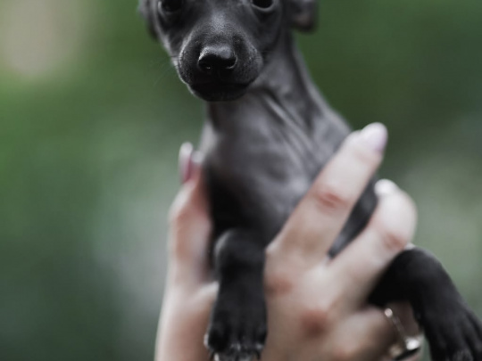 TINY ITALIAN GREYHOUNDS❤️❤️❤️❤️